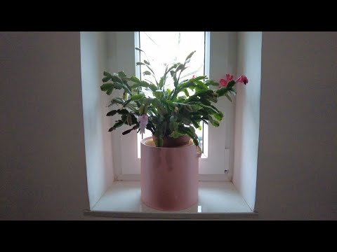 🎄 Nasze Święta Bożego Narodzenia [daily vlog #235]