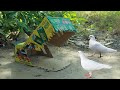 New Creative Quail Trap With Carboard Box Bird Vs Trap