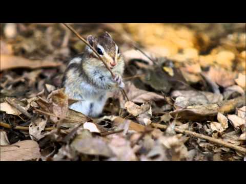 I' m a good sward man.   剣術の名手だよ。