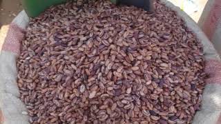 Le nsima, tradition culinaire du Malawi