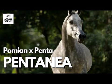 Arabian Horse PENTANEA - Pomian x Penta
