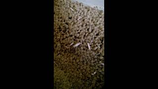 Carpet Moth Problems?