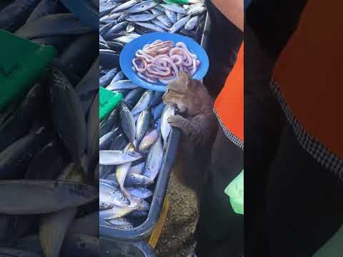 Cat stealing fish.