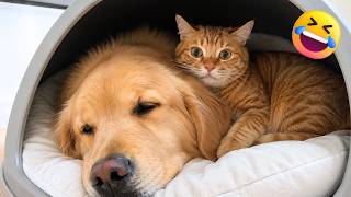 😂 犬と猫の面白動画まとめ #002 🐶🐱 | MofuLOL