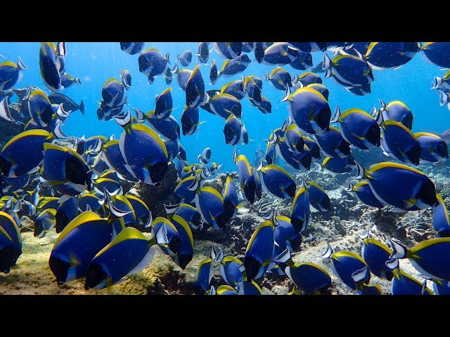 Mirihi Island Resort Maldives Housereef Snorkeling September 2015