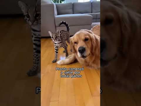 Mi Perro Crió A Un Ocelote Salvaje