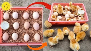 Sunlight chicken egg hatching // Sunlight incubator real egg hatching 100% result part 3
