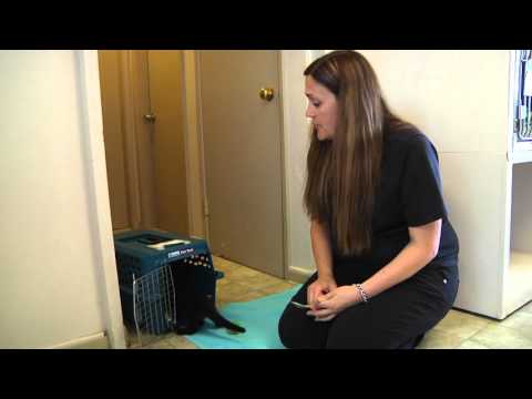 Tip Tuesdays: Kitten Crate Training - YouTube