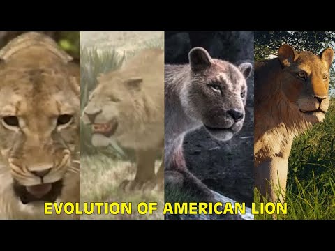 Evolution Of American Lion (Panthera Atrox) In Paleo Media