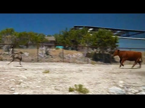 Maya witnesses some DRAMA between Stompy and Winnie