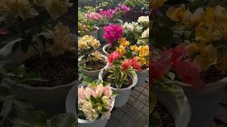 Bougainvillea Flowers Bloom / Rare Collection / Tips and tricks how to grow bougainvillea / grafted