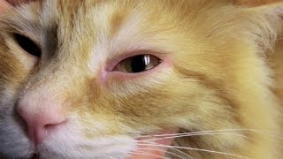 Home Remedies for Cats Who Have Allergies