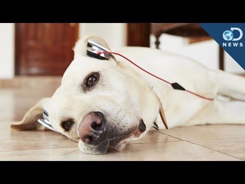 Do Animals Like Music? - YouTube