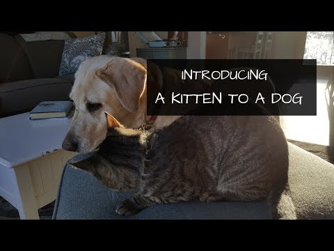 How To Introduce a Cat to A Dog | Bringing a Cat into a Home Where a Dog Lives
