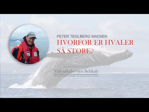 , title : 'Peter Teglberg Madsen - Hvorfor er hvaler så store?'