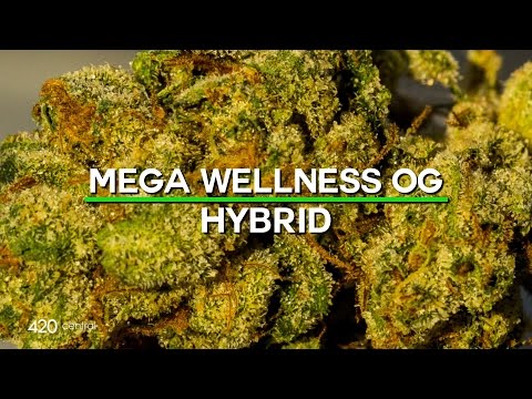 420 Strain Reviews - Mega Wellness OG