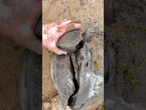 Grande Fóssil dentro de uma Pedra ENORME!