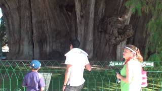 preview picture of video 'Arbol Ahuhuete (del tule) oaxaca'