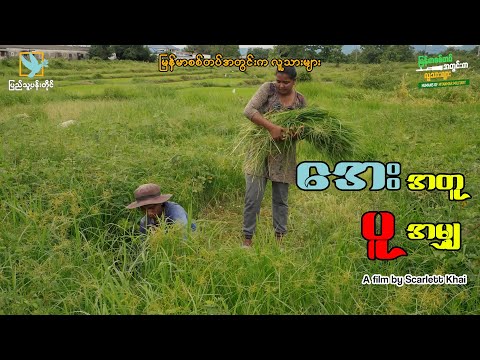 အသားမည်းလို့ တပ်ရင်းမှူးကတော်က နှိမ်တယ်