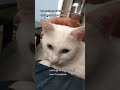 A Good Reason For Grey Tabby Cat Not To Move And Stay At Home Shorts