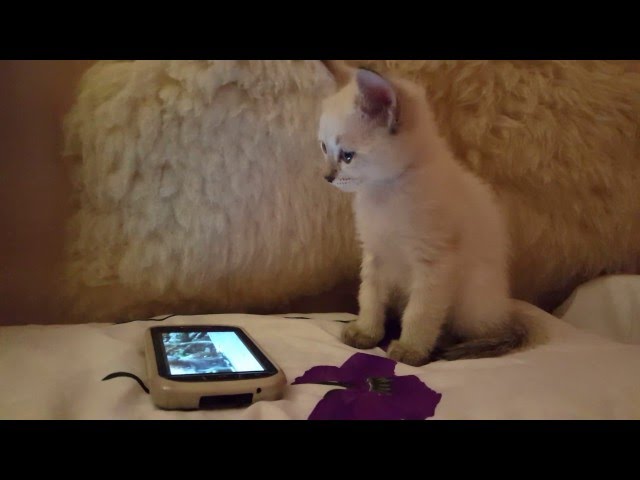 Thai Cats Viosna*PL - Kaspian i walka ze snem
