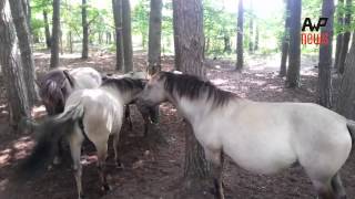 preview picture of video 'Koniki polskie - Polish horses - Leśnictwo/Forestry Sokole'