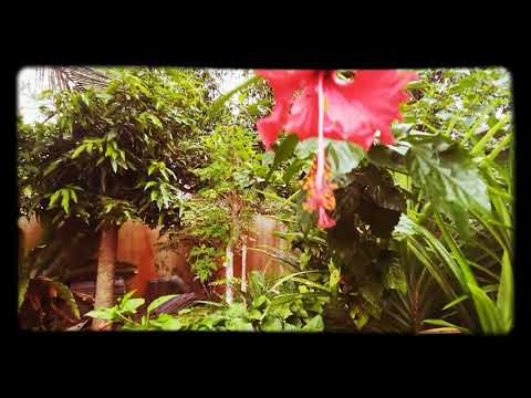 Kotor - Kmy Kmo ( Prod. Freed )