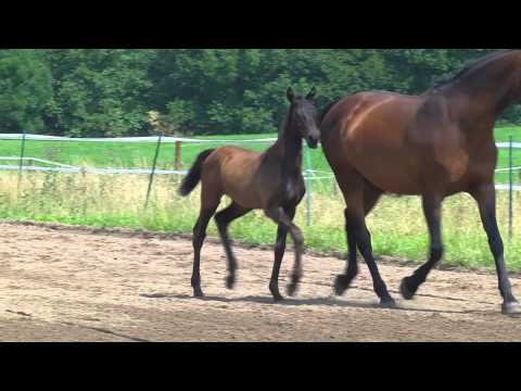 Stutfohlen von Leovisto x Baldini I