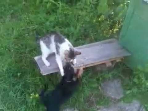 собака и кот