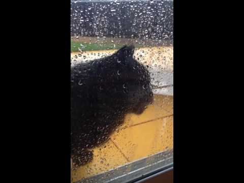 Chessely liebt Rägetröpfli