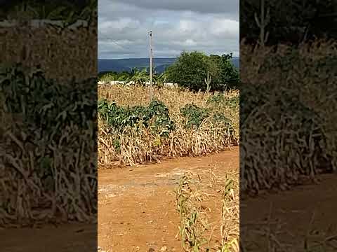 Agricultura familiar no município de Presidente Dutra na Bahia.
