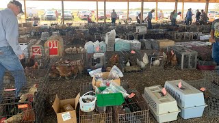 I Sold 100s of Baby Chicks at the Amish Animal Auction!!!