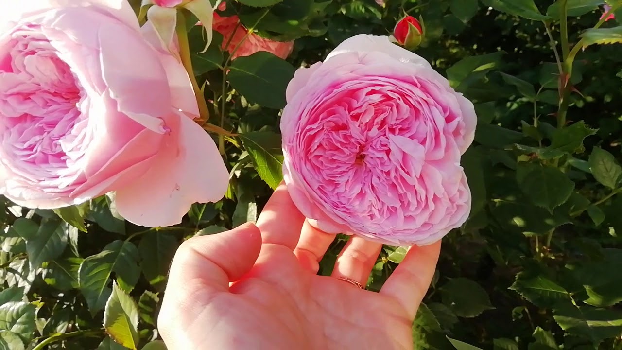 Как вырастить розу?