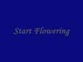 Soichiro Hoshi - Start Flowering 