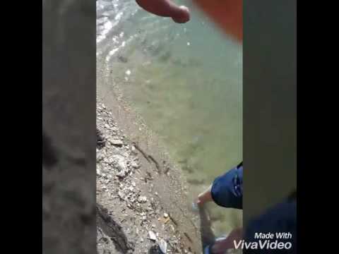 Yayın balığı işte bu