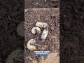 Engerlinge im Beet oder Kübel 🐛👩🏼‍🌾  So unterscheidest du sie