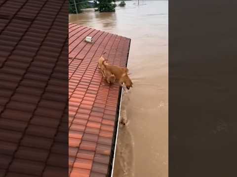 The dog couple risked their lives to jump down to save their child 😱 #animals #smartdog #shorts