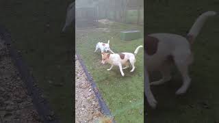 Video preview image #1 American Staffordshire Terrier-Unknown Mix Puppy For Sale in Calhoun, GA, USA