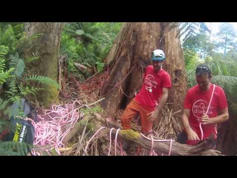 download lagu mp3 mp4 Arbre Le Plus Vieux Du Monde Tasmanie, download lagu Arbre Le Plus Vieux Du Monde Tasmanie gratis, unduh video klip Arbre Le Plus Vieux Du Monde Tasmanie