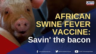 African Swine Fever Vaccine: Savin&#39; the bacon
