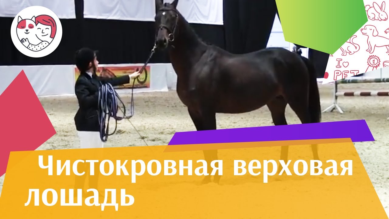 ЛОШАДИ Чистокровная верховая порода ЭКВИРОС 2016 на ilikepet