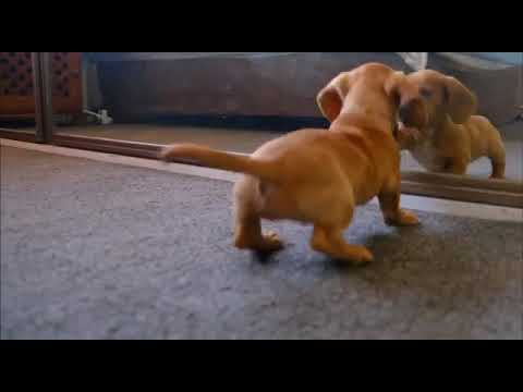 Cute funny dog🐶🐶🐶 #shorts