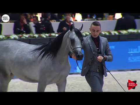 N.9 DUCHESS AMAIYAA DMC - Paris 2018 - Yearling Fillies (Class CM 1A)