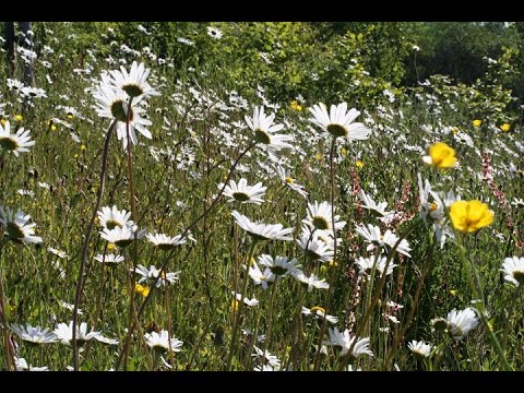 Meadows in the Wye Valley Area of Outstanding Natural Beauty