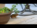 Chipmunk Calling In The Morning