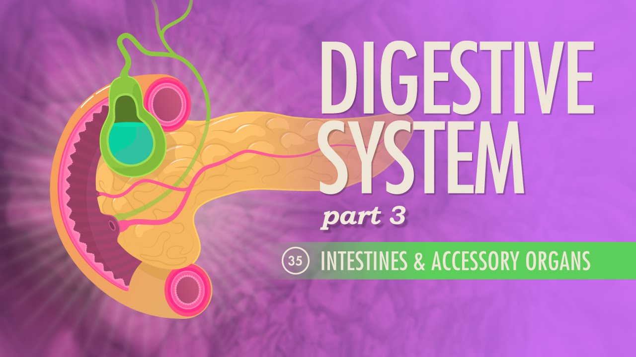 Ch. 23 Digestive System part 3