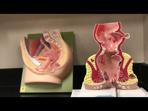 The rectum and anal canal anatomy