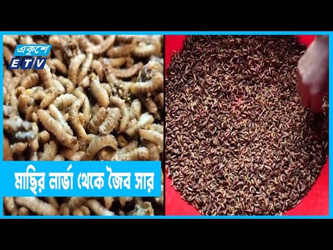 মাছির লার্ভা থেকে তৈরি হয় জৈব সার