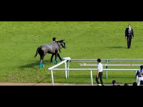 宝塚記念の3着争いのスローモーションを見て思わずのけ反る野中 悠太郎騎手【東京競馬場】