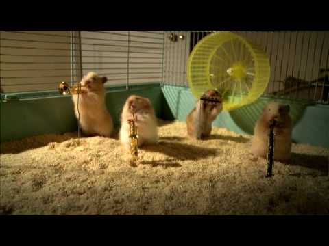 Uma banda de hamsters jazzistas toca músicas de Natal